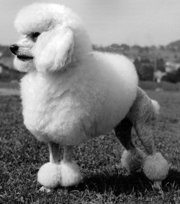 Poodle